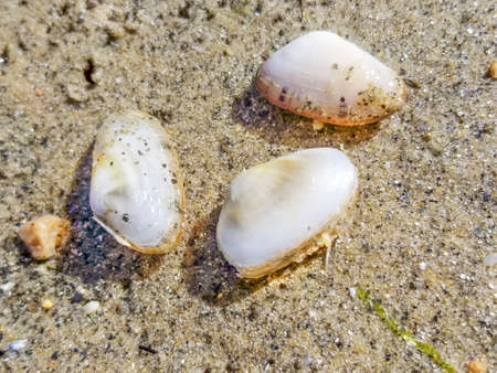 Three small bivalves, Donacilla cornea, over the beach sand in Galicia, Spain