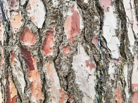 Pine tree bark cork background and textureの写真素材