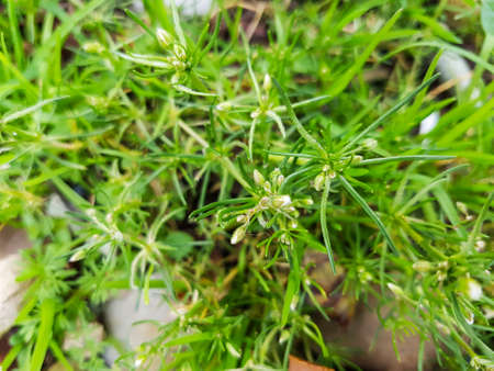 Corn spurry or esparcilla, Spergula arvensis, growing in Galicia, Spainの写真素材