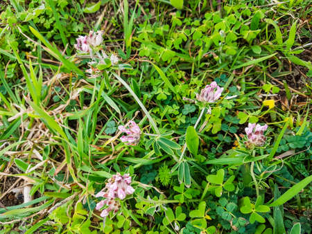 Kidneyvetch or woundwort, Anthyllis vulneraria subsp iberica, growing in Galicia, Spainの写真素材