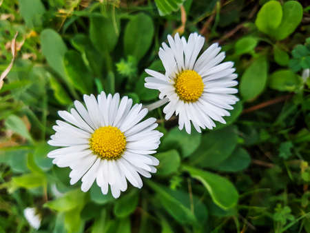 Wild daisy flowers Bellis perennisの写真素材