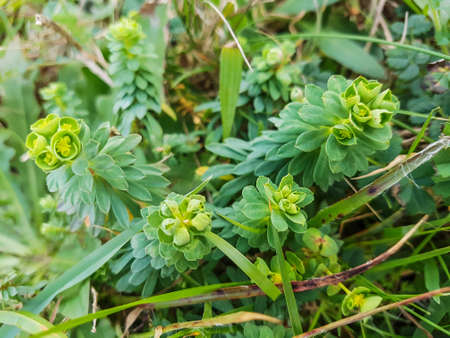 Portland spurge, Euphorbia portlandica, covered with dewdrops and growing on sand dunesの写真素材