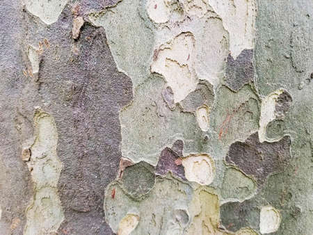 Bark of hybrid plane tree, Platanus hispanica, background and textureの写真素材