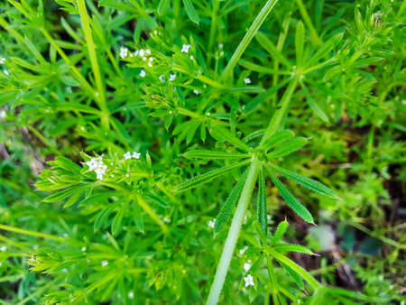 Blue field-madder, Sherardia arvensis, growing on meadows of Vilanova de Arousa の写真素材