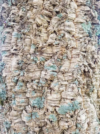 Surface of the cork oak trunk, background and texture