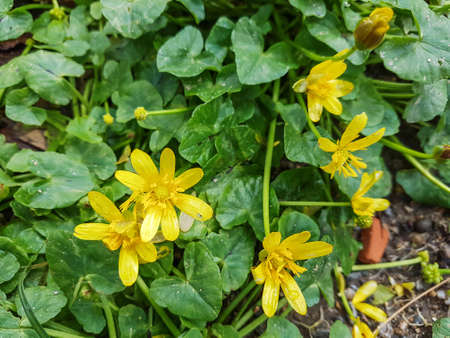 Lesser celandine or pilewort, Ranunculus ficaria, growing in Galicia, Spainの写真素材