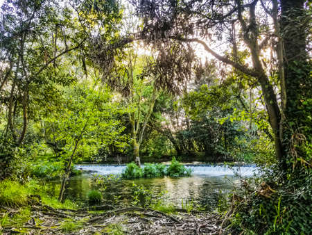 Riverbank forest on Umia river in Baion village, Vilanova de Arousa town, Galicia, Spainの写真素材