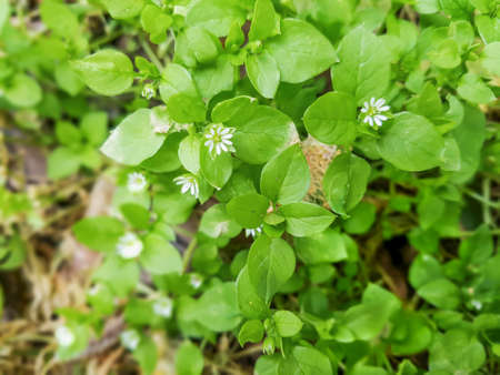 Chickweed, chickenwort, craches, maruns or winterweed, Stellaria media, growing in Galicia, Spainの写真素材