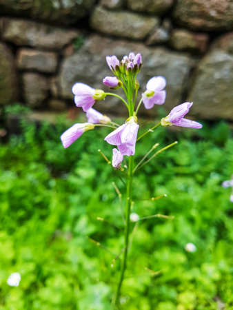 Cuckooflower, lady's smock or milkmaids, Cardamine pratensis, growing in Galicia, Spainの写真素材