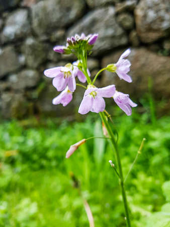 Cuckooflower, lady's smock or milkmaids, Cardamine pratensis, growing in Galicia, Spain