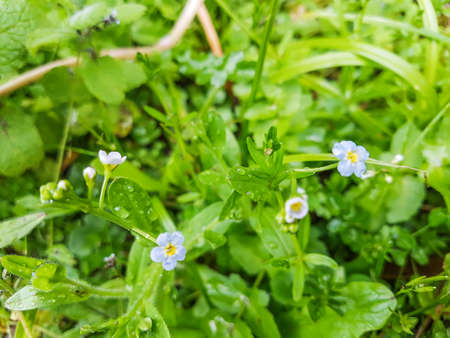 Creeping Forget-me-not, Myosotis secunda, growing in Galicia, Spain