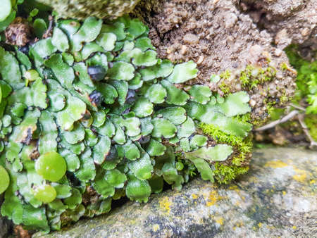 Crescent-cup liverwort, Lunularia cruciata, liverwort growing on stone walls in Galiciaの写真素材