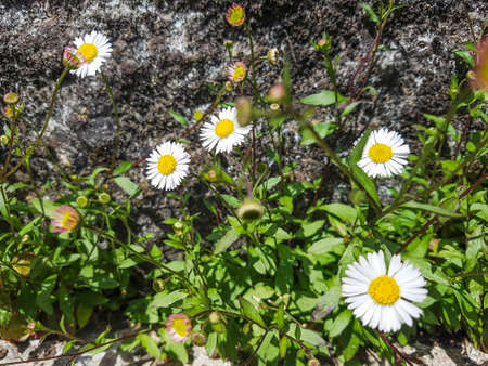 Mexican fleabane or Spanish daisy, Erigeron karvinskianus, growing in Galicia, Spainの写真素材