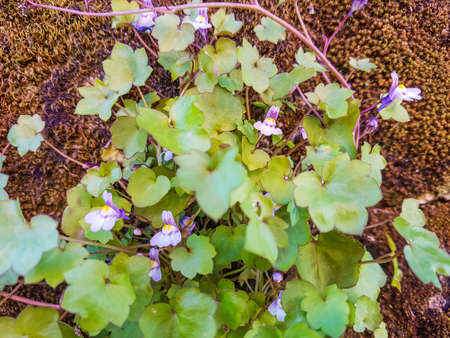 Kenilworth ivy or birdie, Cymbalaria muralis, growing on stone walls of Arousa Island