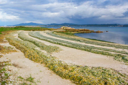 Arched parallel accumulations of seaweed on Salinas beach in Arousa Island, Galicia, Spainの写真素材