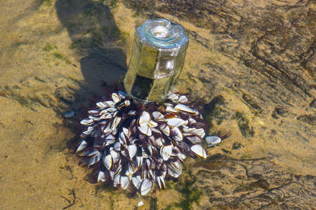 Pelagic gooseneck barnacles, Lepas anatiferea, attached to floating glass bottle