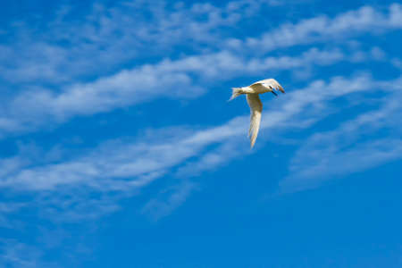 Common tern or charran, Sterna hirundo, flying in blue sky background