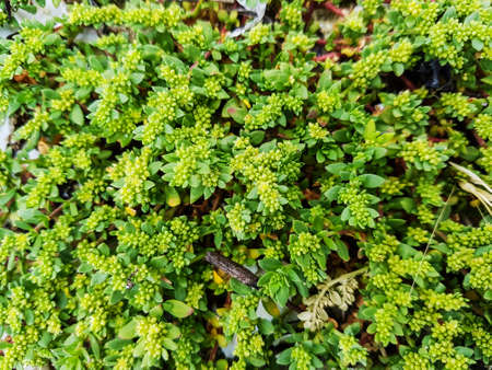 Ruptureworts, Herniaria ciliolata, growing on coastal dunes of Galicia, Spain
