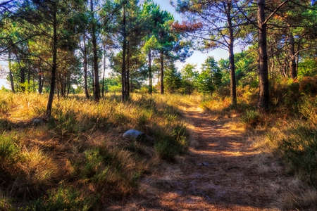 Pathway between pine trees in Carreiron natural park, Arousa Island, Galicia, Spainの写真素材