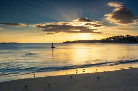 Seagulls on the shore of Silgar beach in Sanxenxo tourist city at golden sunset with sunbeamsの写真素材