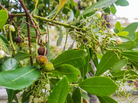 Fruits and flowers of strawberry tree, Arbutus unedo
