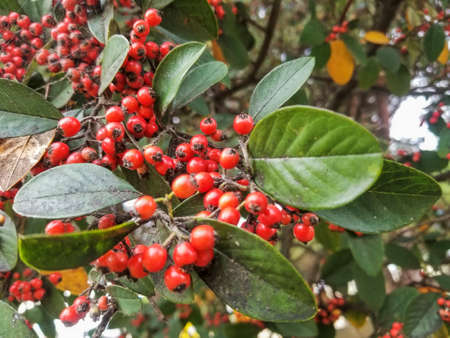 Fruits and leaves of Cotoneaster coriaceus ornamental shrub