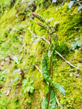 Common or garden sorrel, Rumex acetosa, growing in Galicia, Spain