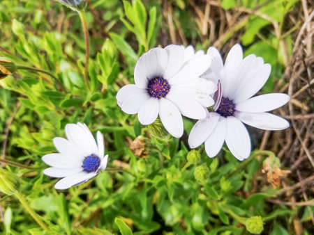Flowers of Cape marguerite, Sundays river or white daisy bush, Dimorphotheca (Osteospermum) ecklonis...