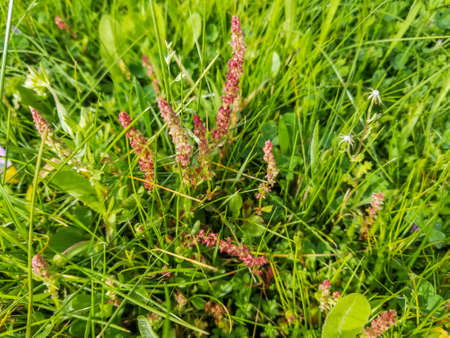 Horned or red dock, Rumex bucephalophorus, growing in Galicia, Spainの写真素材