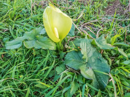 Cuckoo Pint, Adder's Root or aro, Arum italicum, growing in Galicia, Spainの写真素材