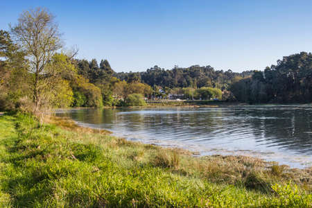 Green marsh vegetation on Rial estuary in Vilagarcia de Arousaの写真素材