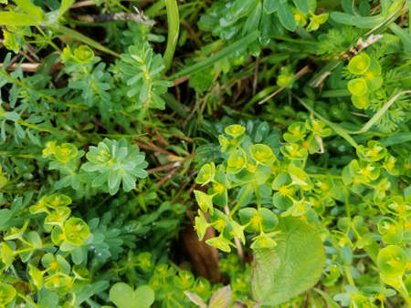 Portland spurge, Euphorbia portlandica, growing on sand dunes of Galicia, Spain