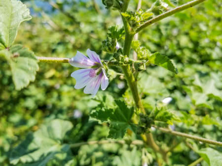 Flower of cornish mallow or Cretan hollyhock plant, Lavatera cretica, growing in Galicia, Spainの写真素材