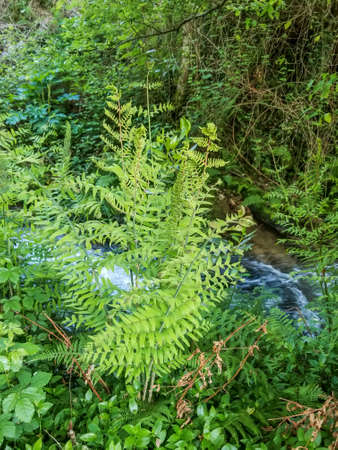 Royal or flowering fern, Osmunda regalis, living near rivers in Galicia, Spainの写真素材