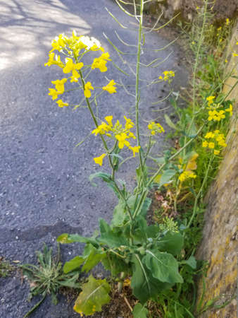 field mustard, bird monkfish or colza, Brassica rapa subsp. oleifera, growing in Galicia, Spain