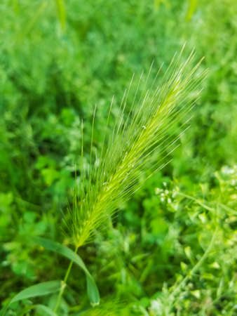 Fruit of Wall or false barley Hordeum murinum growing in meadows in Galicia, Spainの写真素材