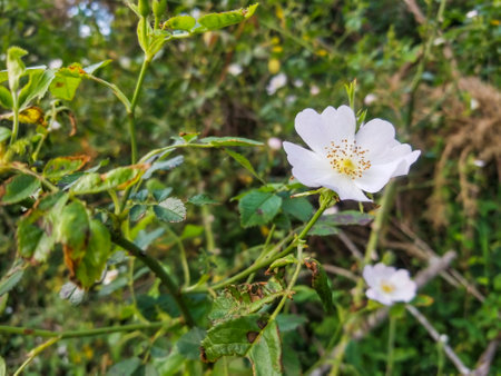 Flower of dog rose, Rosa canina, growing in Galicia, Spainの写真素材