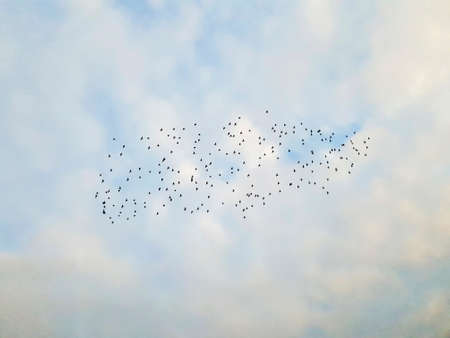 Flock of starlings flying over cloudy skyの写真素材