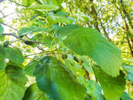 Female flowers and leaves of common or black alder, Alnus glutinosa growing in Galicia, Spain