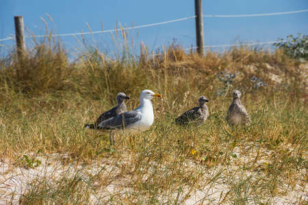 Yellow-legged seagull with its chicks on the coastal dune of Areoso island, Galicia, Spainの写真素材