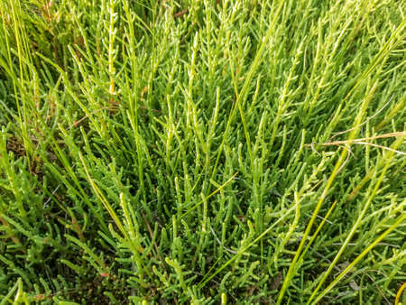 Glasswort, pickleweed or picklegrass, Salicornia ramosissima, growing on marshes of Galicia, Spainの写真素材