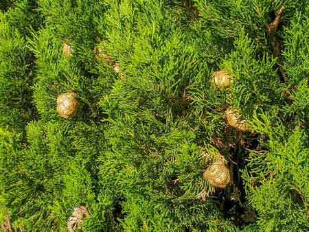 Mediterranean cypress tree, Cupressus sempervirens, ornamental tree in Galicia, Spain