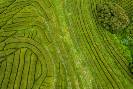 Aerial drone view of a tea plantation on a hill, forming lines and shapes, San Miguel, Azores, Portugal. Farm rural landscape, travel destination.の写真素材