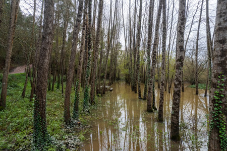 Lines, shapes and colors in abstract landscape from aerial drone view. Lake shore full of water hyacinths and a wooden deck. Fermentelos, Aveiro, Portugal.の写真素材