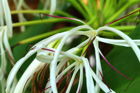 photo of white flowers in natureの写真素材
