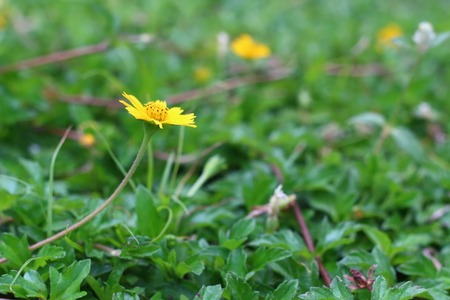 Wild daisy flowers growing on green meadowの写真素材