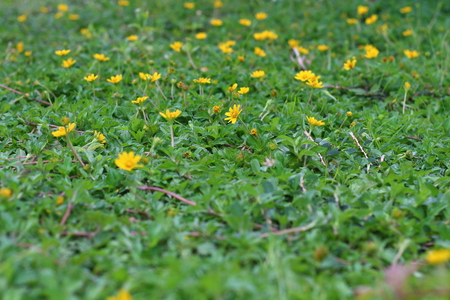 Wild daisy flowers growing on green meadowの写真素材
