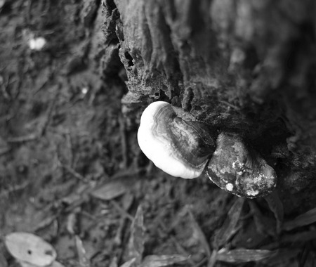 Mushroom on a treeの写真素材