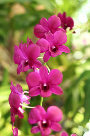 Beautiful Purple orchid in gardenの写真素材