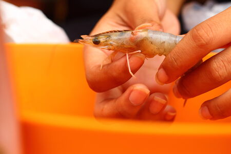 Hand peeled shrimp dishes are orange.の写真素材